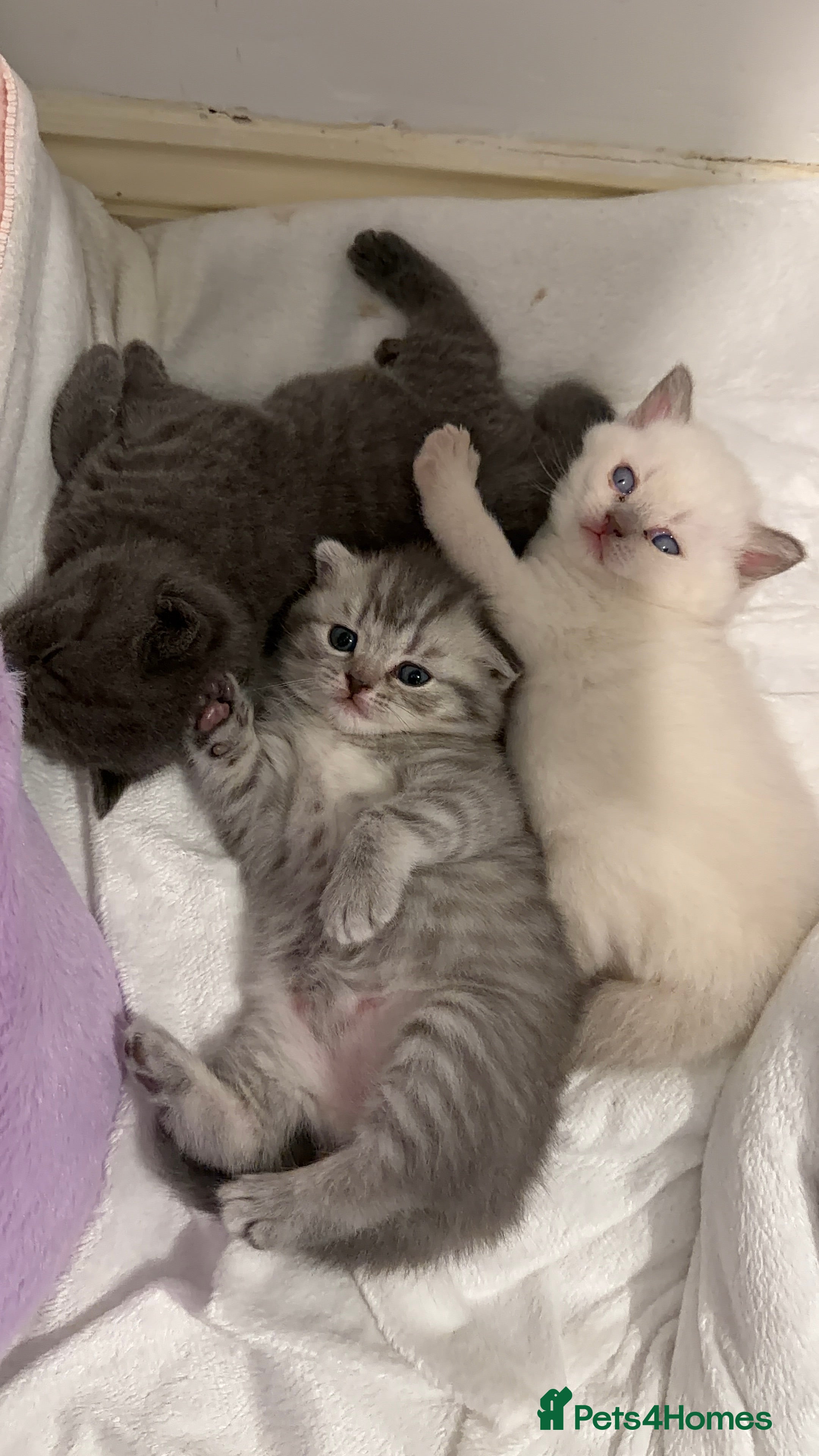 British Shorthair cats British Shorthair vs Scottish Fold  - Advert 6