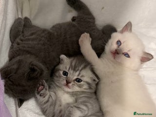 British Shorthair cats British Shorthair vs Scottish Fold - Advert 1