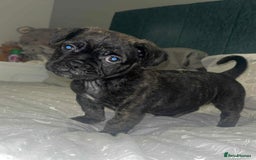 Frug dogs for sale: F1 Frug  - Image 5