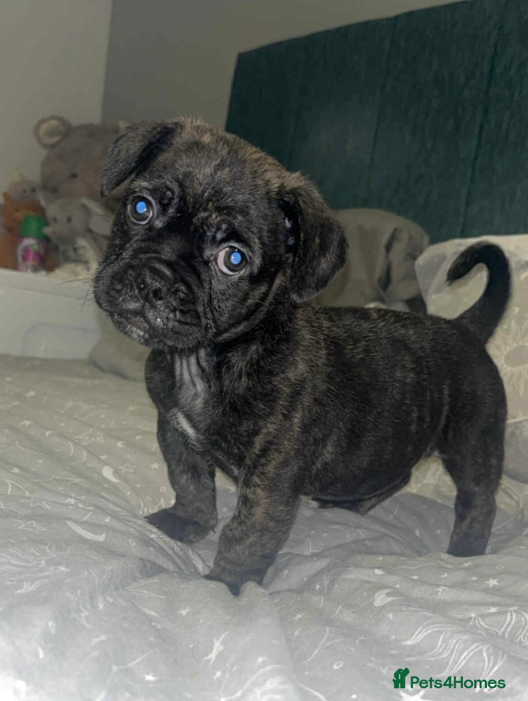 Frug dogs for sale: F1 Frug  - Image 5