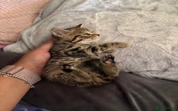 Bengal cats for sale: Bengal Cross and Blue Long haired boy - Image 5