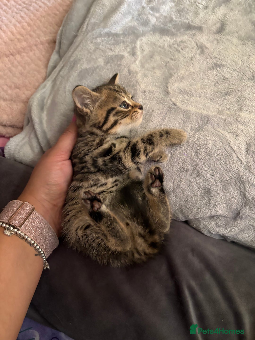 Bengal cats for sale: Bengal Cross and Blue Long haired boy - Image 5
