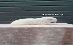 Mini Lop rabbits for sale: Gorgeous mini lop rabbits ready now  - Image 5