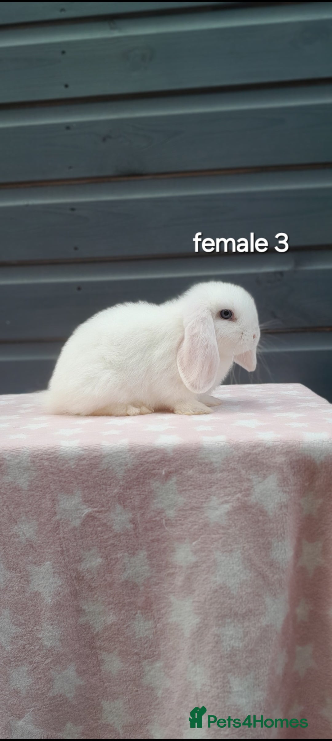 Mini Lop rabbits for sale: Gorgeous mini lop rabbits ready now  - Image 5