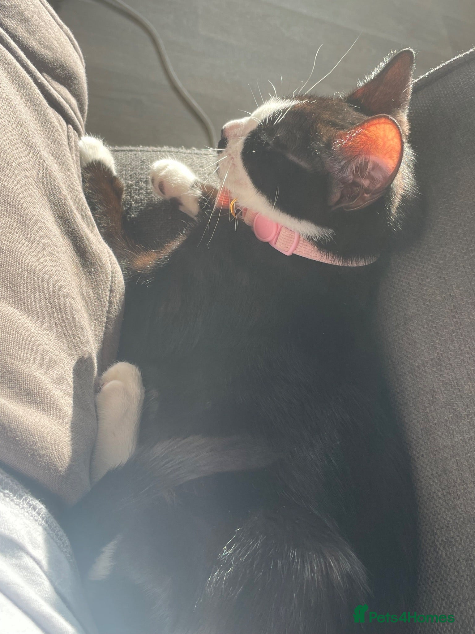 Mixed Breed cats 1 female cat for sale  - Advert 11