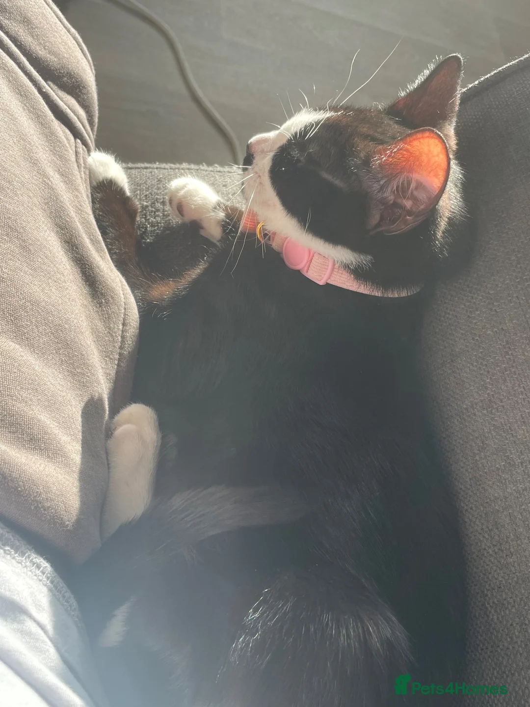 Mixed Breed cats for sale: 1 female cat for sale  - Advert 1