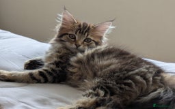 Maine Coon cats for sale: Stunning chocolate tabby kittens  - Image 4