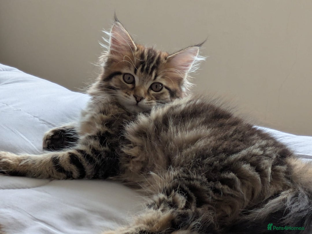 Maine Coon cats for sale: Stunning chocolate tabby kittens  - Image 4