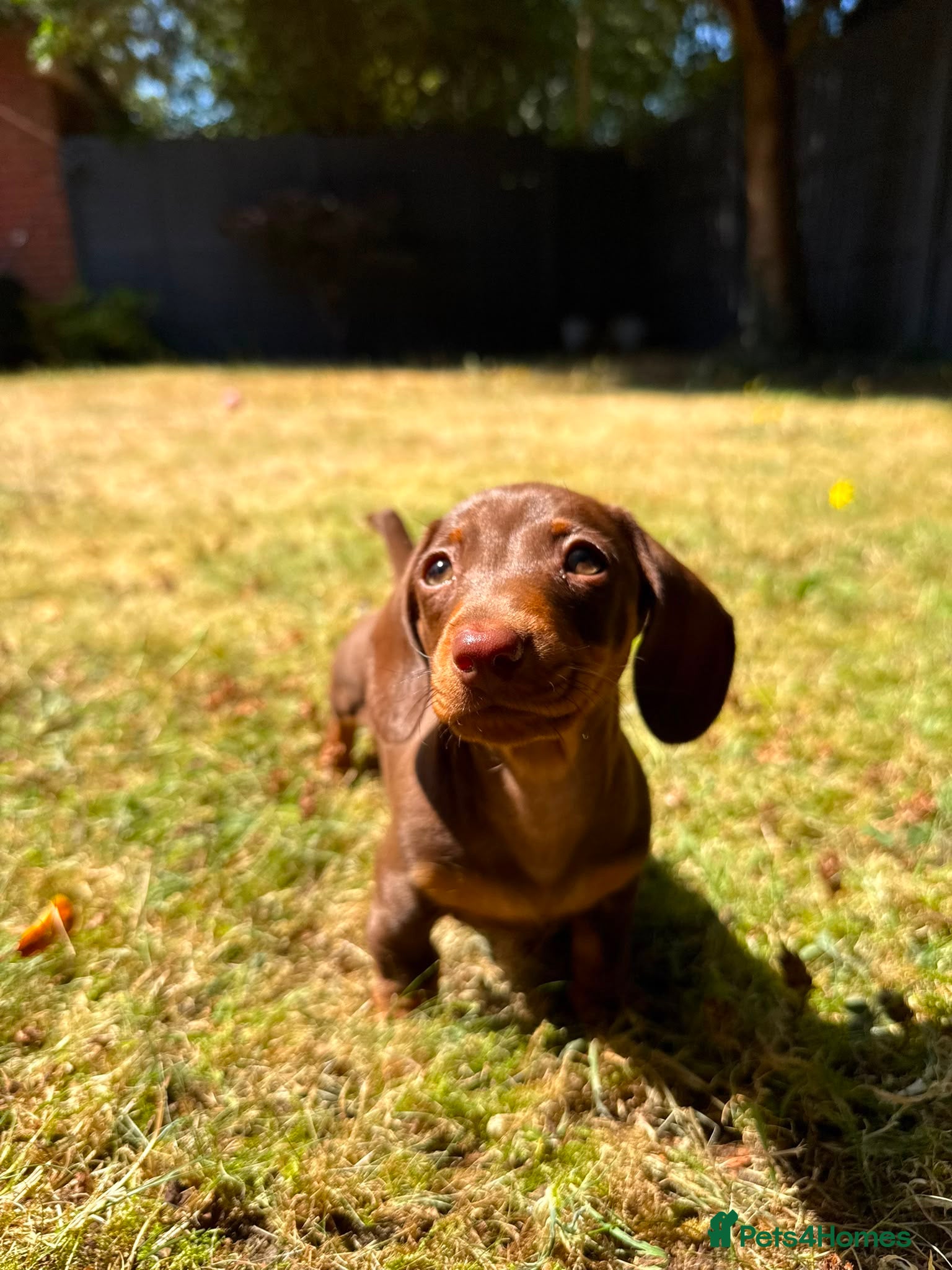 Miniature Dachshund dogs 1 girl ready now, KC, health tested,PRA clear - Advert 1