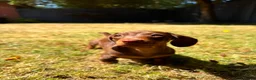 Miniature Dachshund dogs for sale: 1 girl ready now, KC, health tested,PRA clear - Advert 1