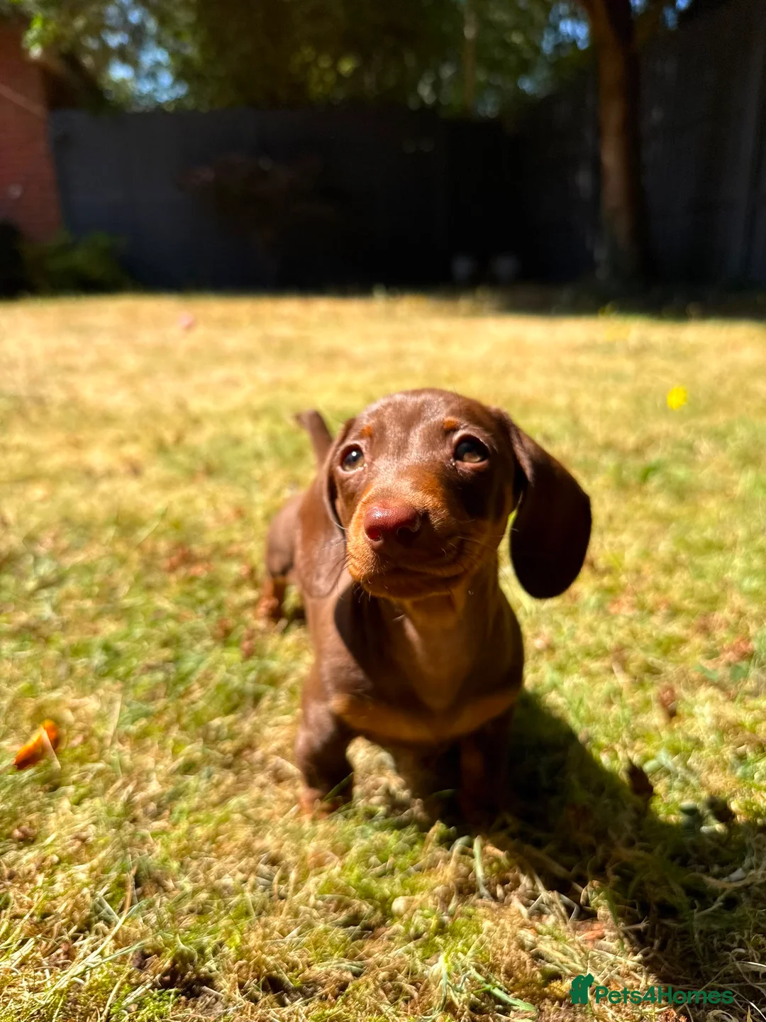 Miniature Dachshund dogs for sale: 1 girl ready now, KC, health tested,PRA clear - Advert 1