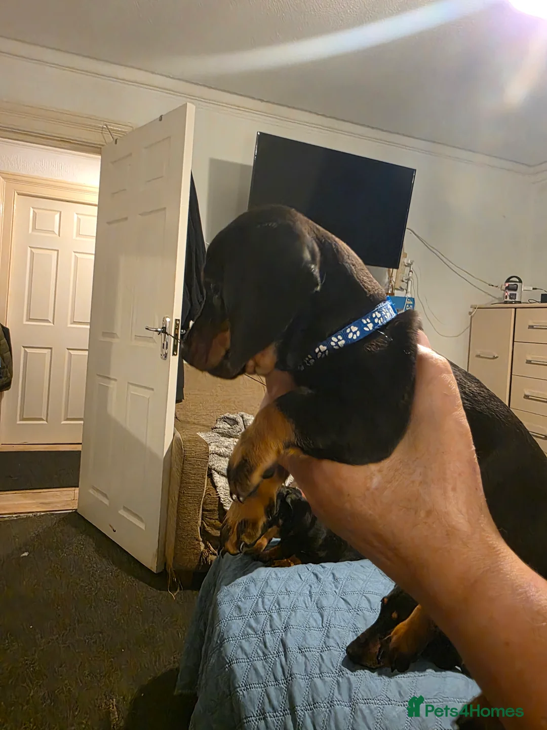 Dachshund dogs for sale: Outstanding Purebred Dachshunds: Health-Tested💎 - Advert 6