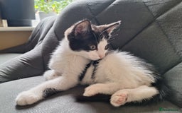 British Shorthair cats for sale: 1 kittens left - Image 2
