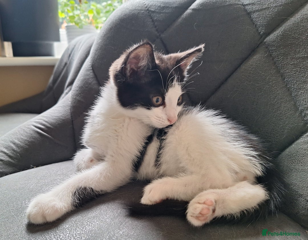 British Shorthair cats for sale: 1 kittens left - Image 2