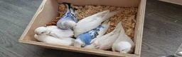 Budgerigars birds for sale: Budgie for sale - Advert 11