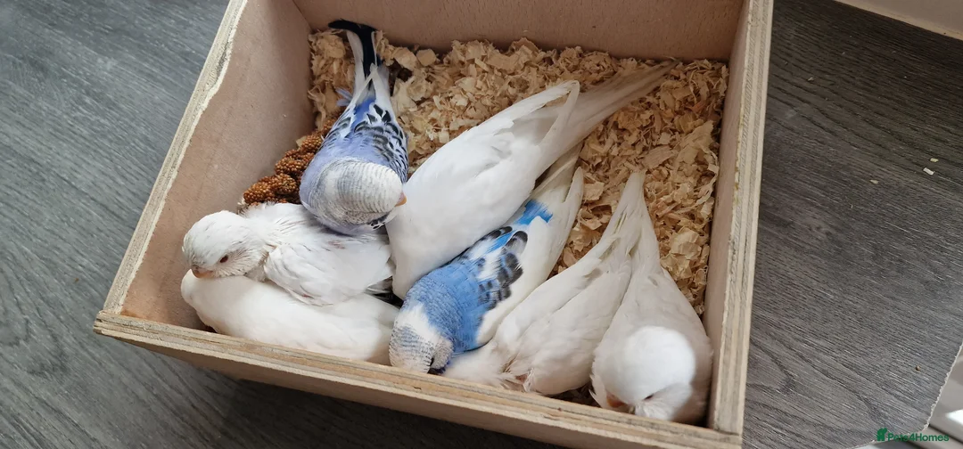 Budgerigars birds for sale: Budgie for sale - Advert 11
