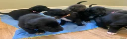 Mixed Breed dogs for sale: Huntaway x Border Collie puppies - Advert 24