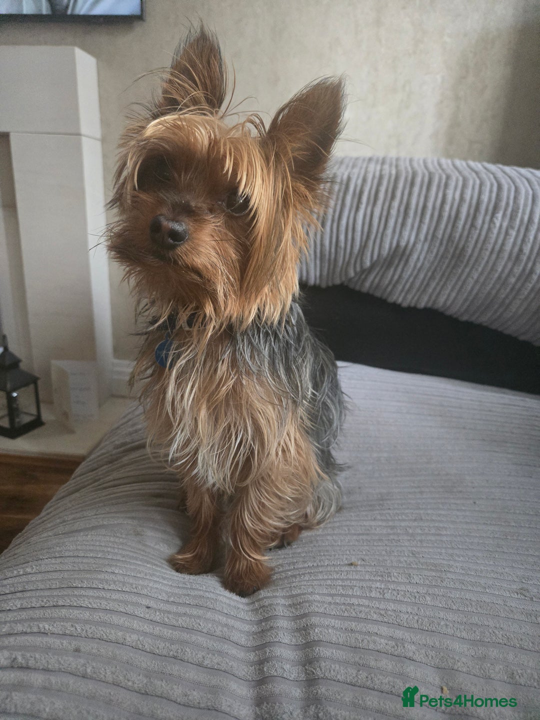 Yorkshire Terrier dogs for stud: Bentley  - Image 7