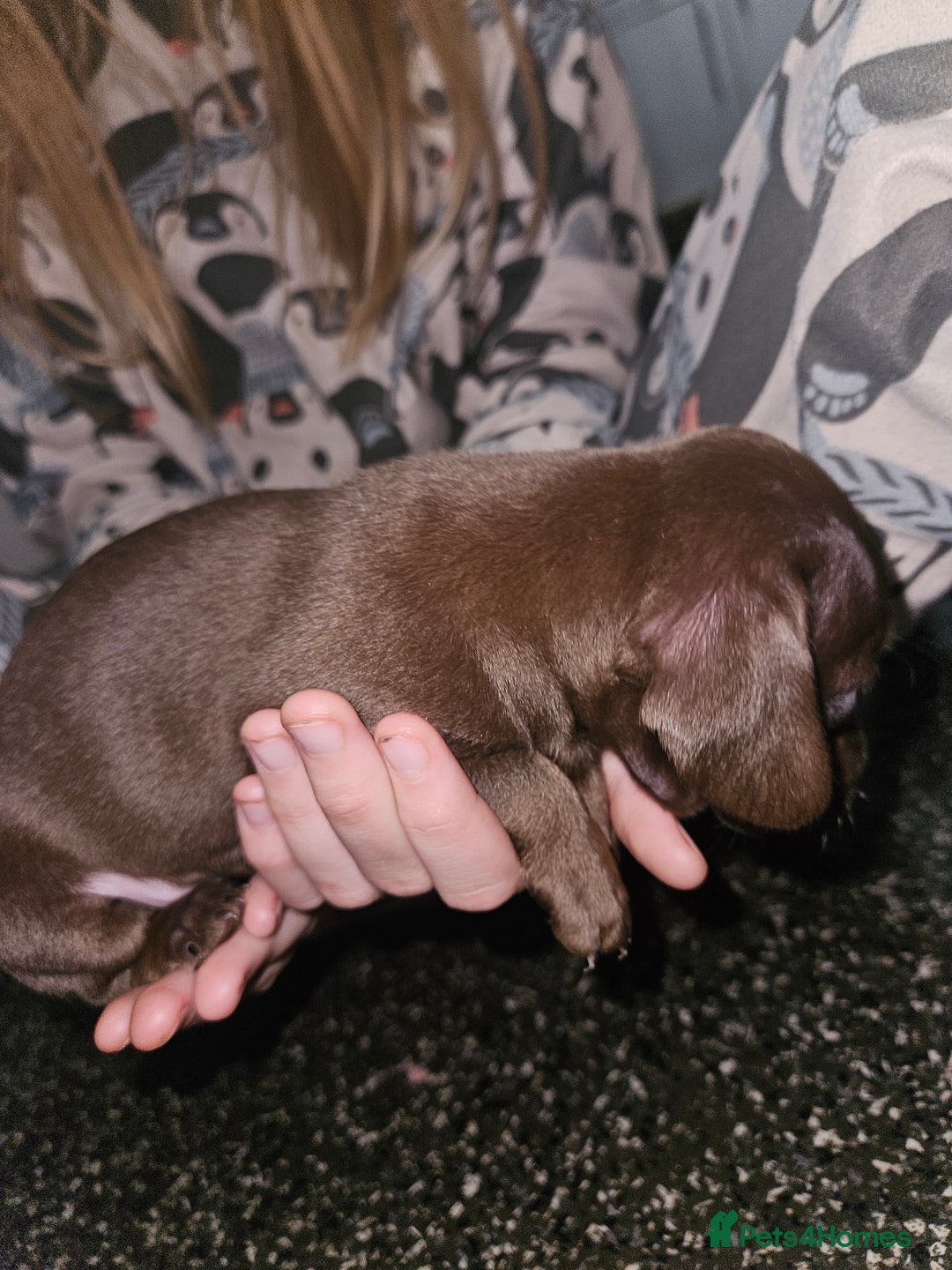 Mixed Breed dogs for sale: Pug x miniature dachshund *Only one left* - Image 16