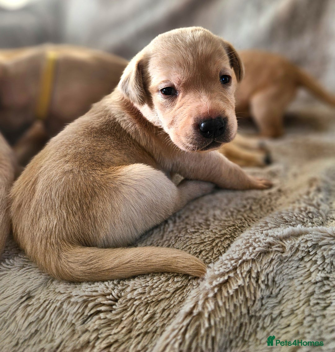 Labrador Retriever dogs for sale: KC Registered Labrador Puppies – Family Raised - Advert 10