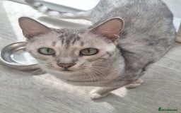 Bengal cats for sale: SBT Tica Female Silver Bengal Nova - Advert 5