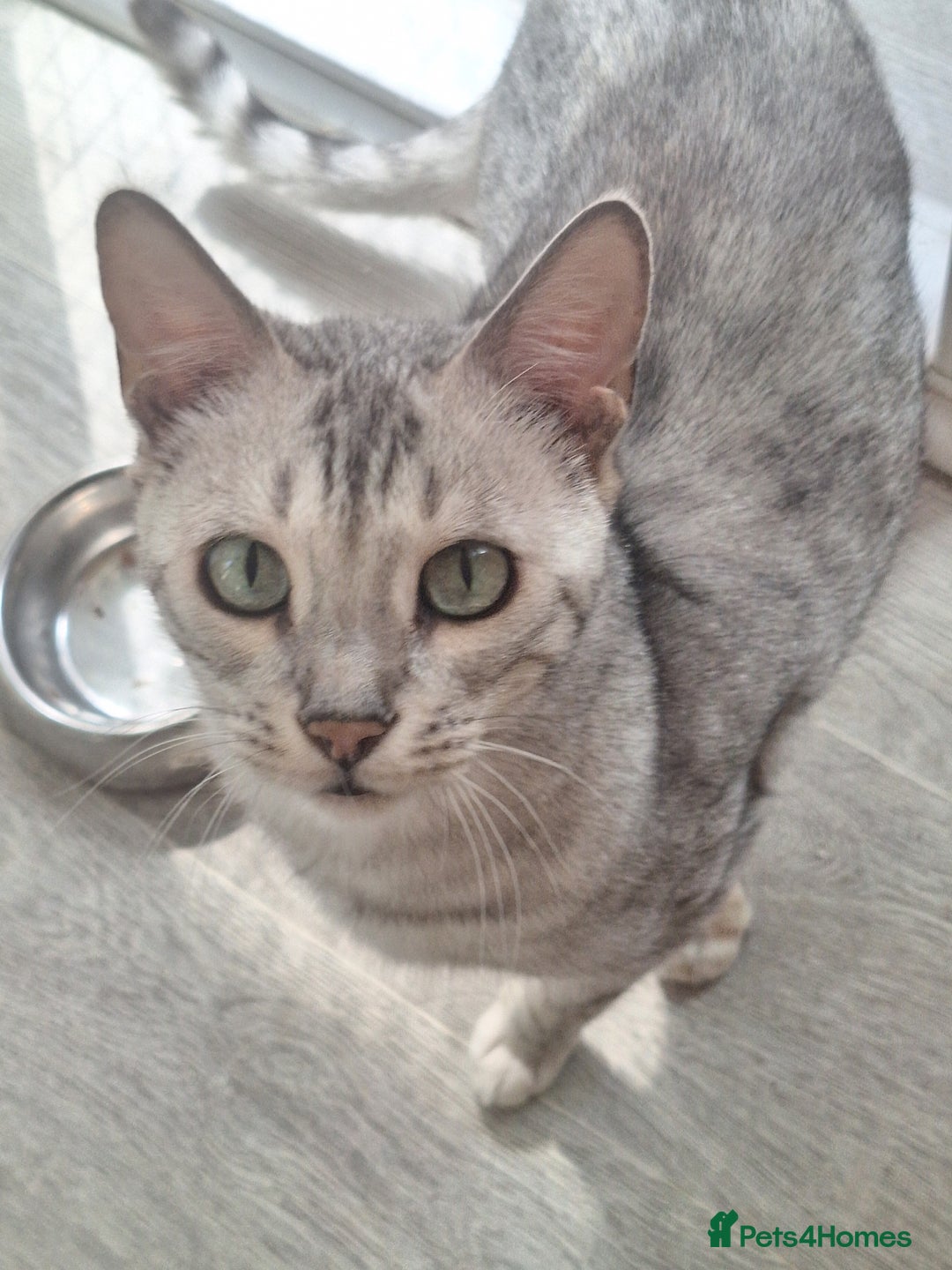 Bengal cats for sale: SBT Tica Female Silver Bengal Nova - Advert 5