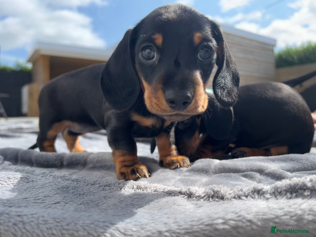 Miniature Dachshund dogs for sale: Stunning Smooth Black & Tan Miniature Dachshunds - Image 3
