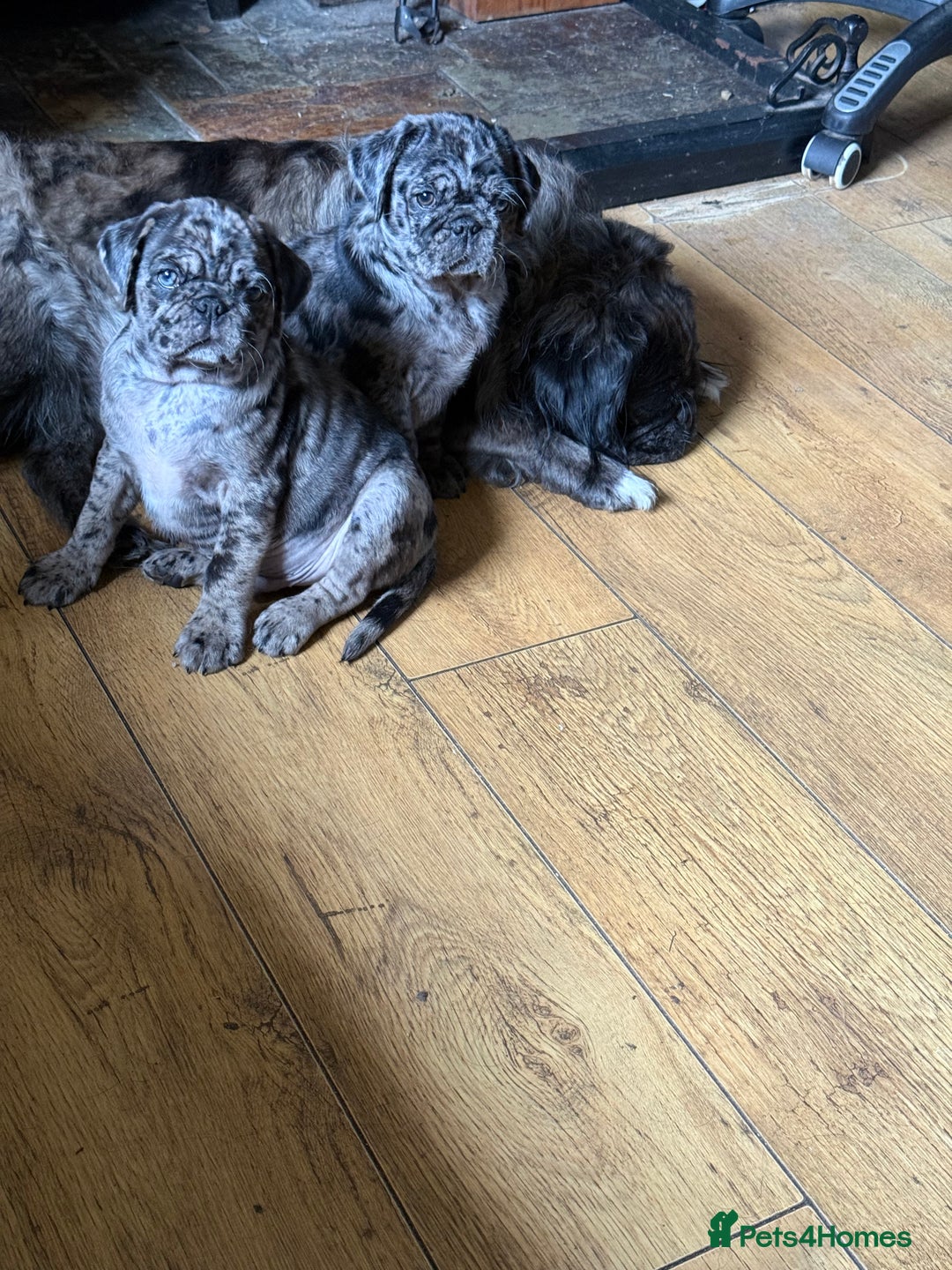 Pug dogs for sale: Merle pug puppies  - Image 1