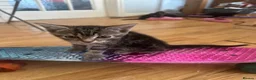 Mixed Breed cats for sale: 4 kittens reader for a new home - Advert 4