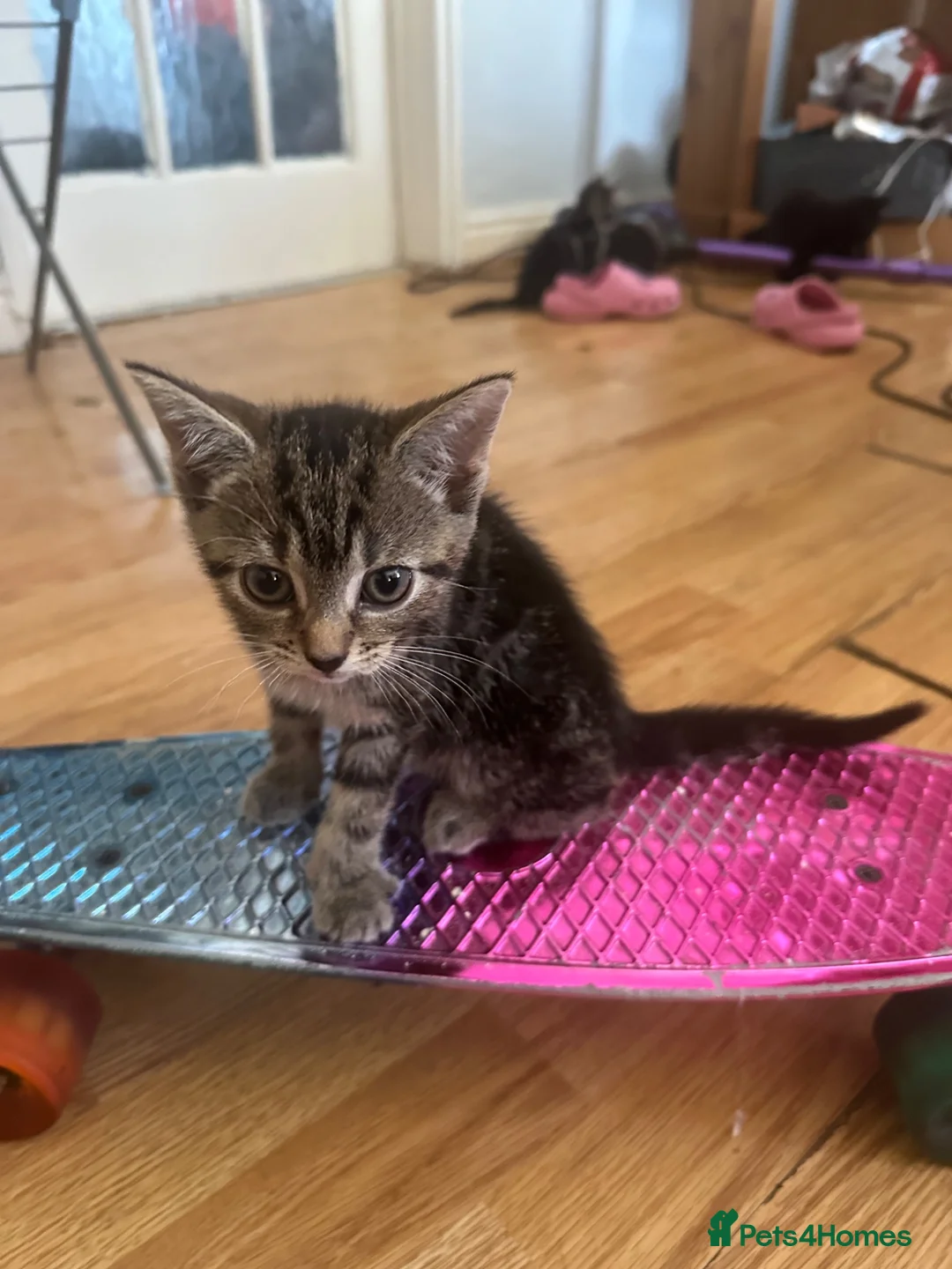 Mixed Breed cats for sale: 4 kittens reader for a new home - Advert 4