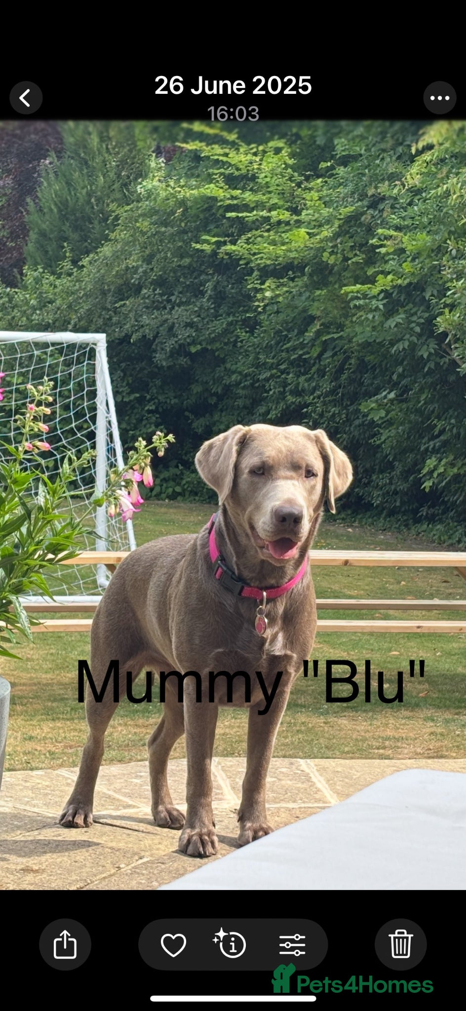 Labrador Retriever dogs 🐾✨ Silver Labrador Puppies – Exp. July 2026 ✨🐾 - Advert 2