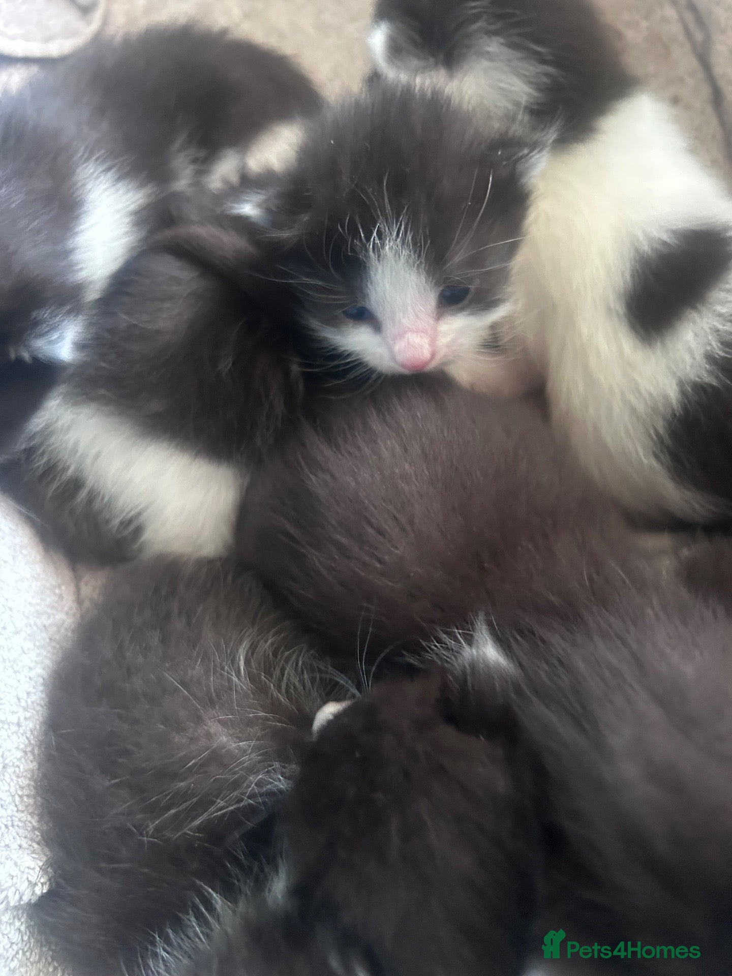 Mixed Breed cats Kittens - Advert 1
