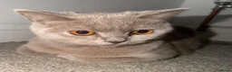 British Shorthair cats for sale: Lilac British short hair  - Advert 2
