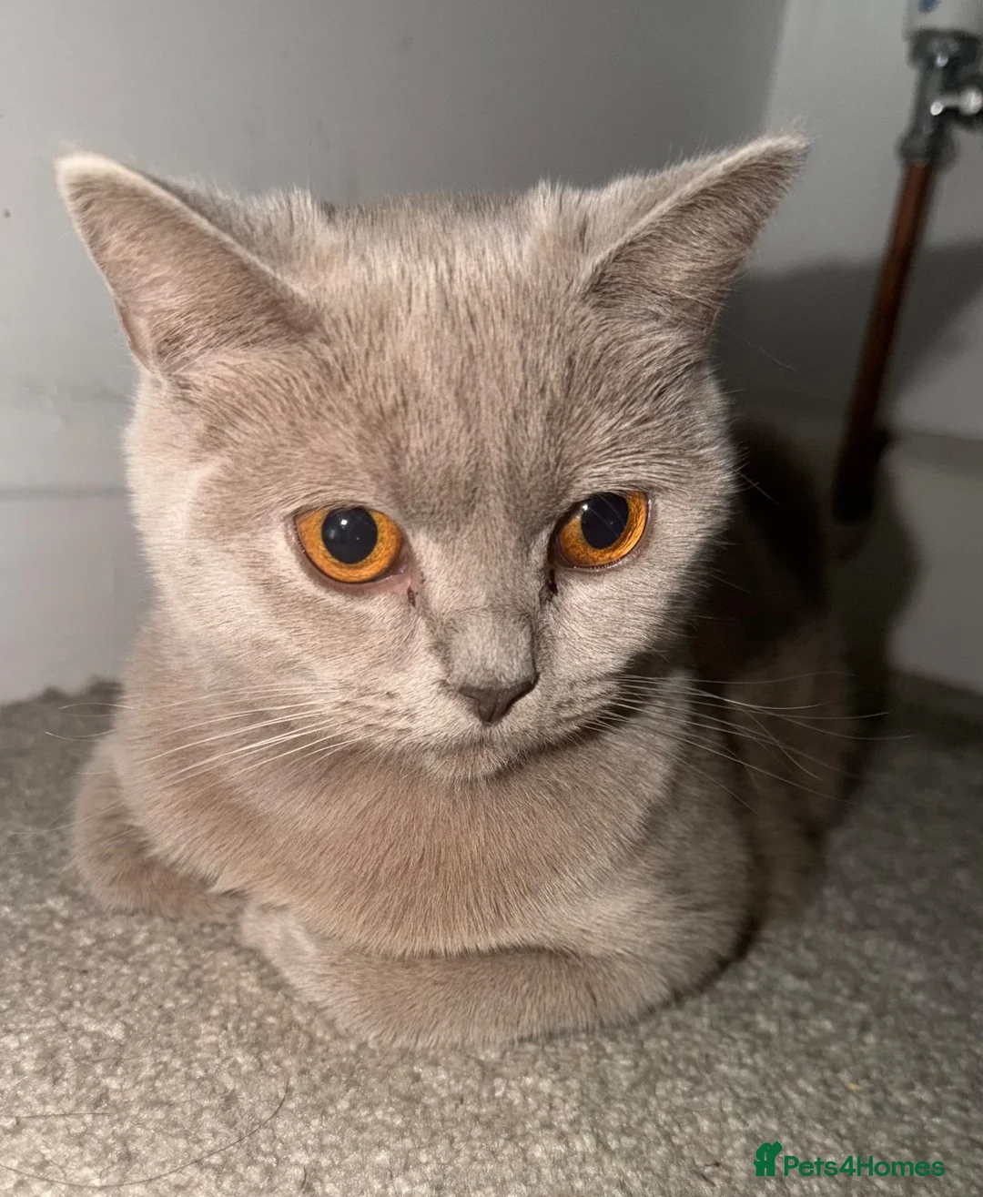 British Shorthair cats for sale: Lilac British short hair  - Advert 2