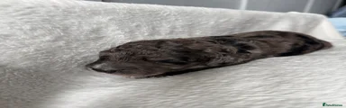 Cockapoo 2