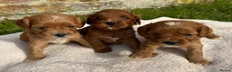 Cavapoo dogs for sale: Stunning Special Red F1 Cavapoo Puppies KC Parents - Advert 7