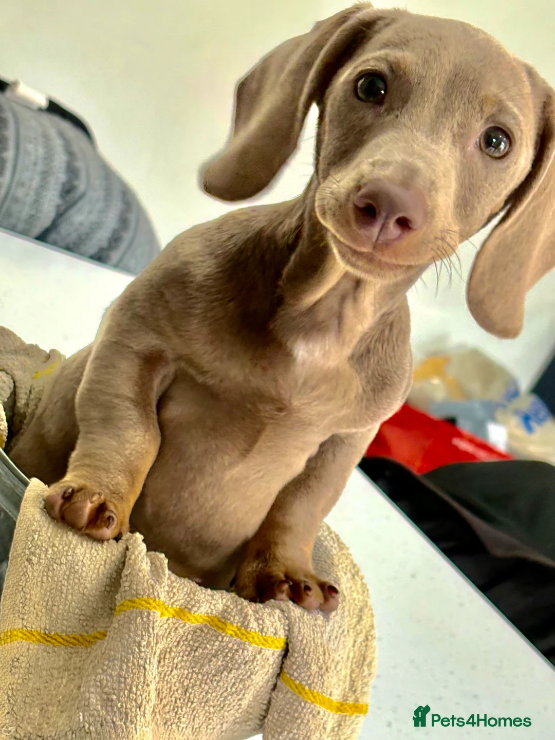 Miniature Dachshund dogs for sale: Wonderfully Natured miniature Dachshund for sale in Brighton - Advert 1
