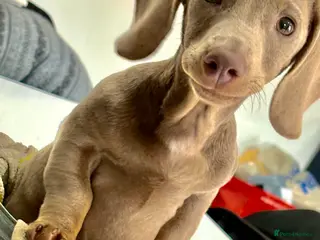 Miniature Dachshund dogs Wonderfully Natured miniature Dachshund for sale - Advert 1