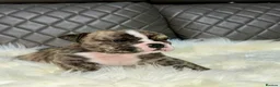 English Bulldog dogs for sale: KC registered English Bulldog Puppies  in Exeter - Advert 23