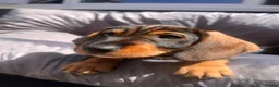 Dachshund dogs for sale: READY To LEAVE dachshund  k c wire haired puppy’s  - Advert 6