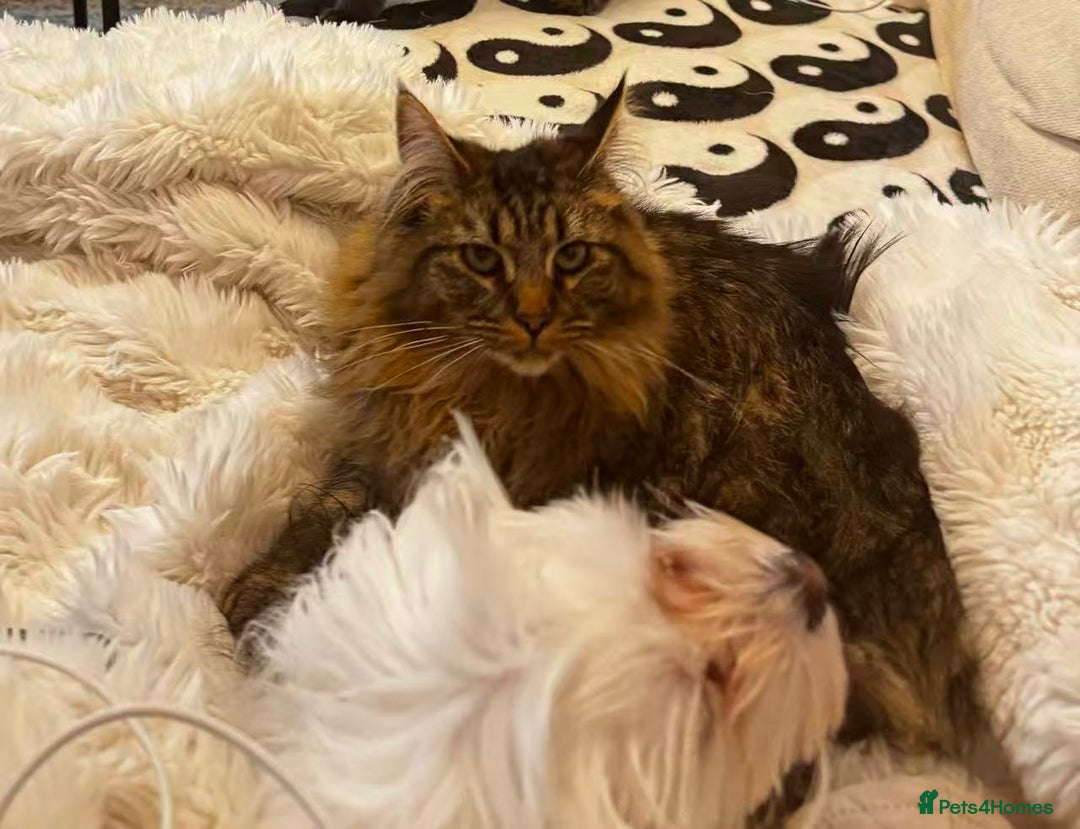 Maine Coon cats for sale: Sweet One-Year-Old Female Maine Coon - Advert 4