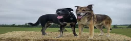 Mixed Breed dogs for adoption: Buster – Big Heart, Loyal and Ready to Bond - Advert 11