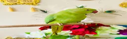 Ringnecks birds for sale: Hand Tamed/Untamed Gorgeous Ringneck available  - Advert 7