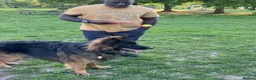German Shepherd dogs for stud: Long Haired Black & Tan GSD Stud  - Advert 8