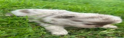 Pomeranian dogs for sale: 🐾 Beautiful Merle & Sable Pomeranian Puppies 🐾 - Advert 13