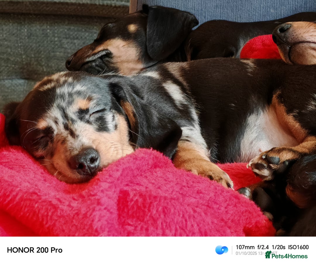 Miniature Dachshund dogs for sale: Family raised Miniature Dachshund puppies  - Image 7