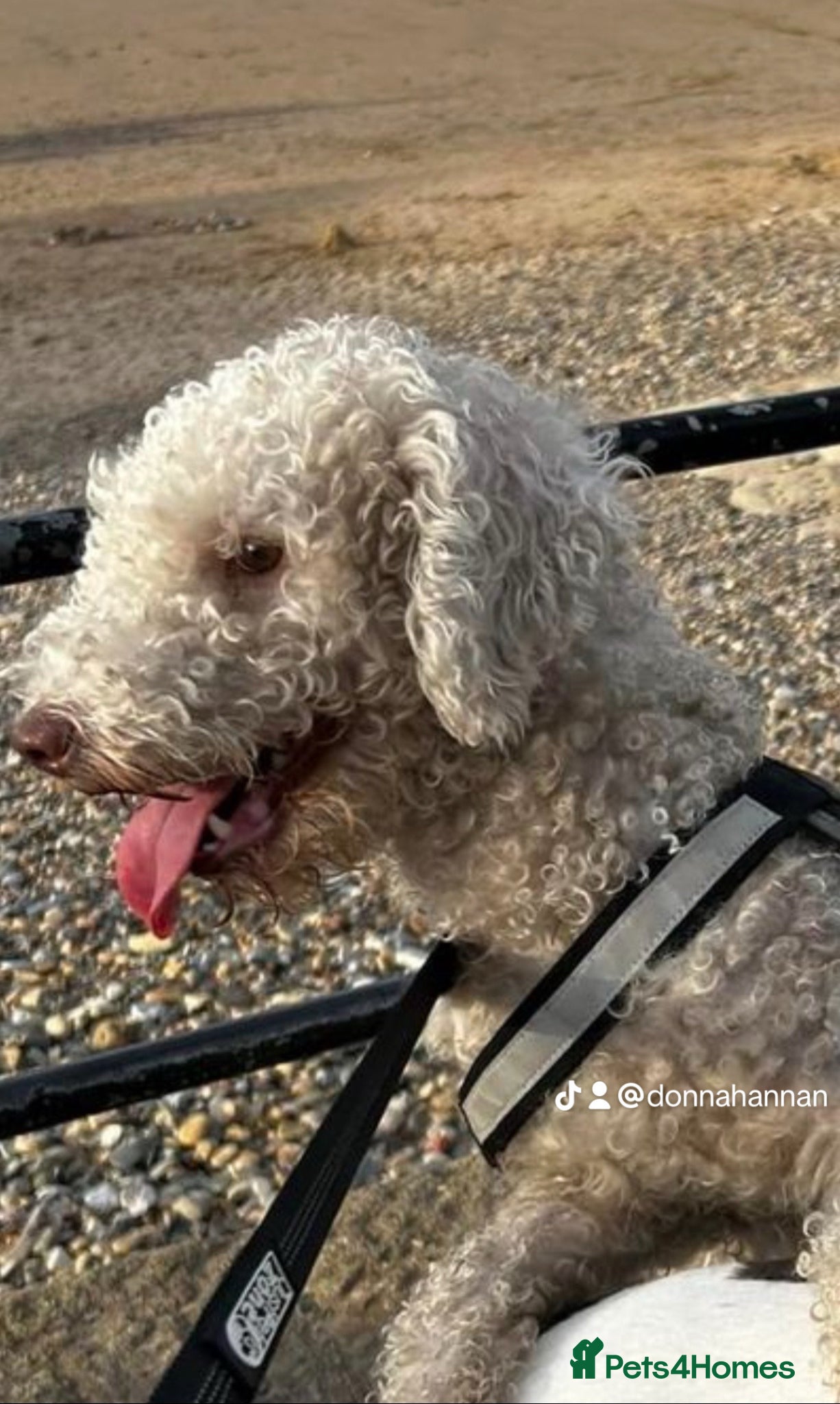 Mixed Breed dogs Beddlington x whippet puppies - Advert 3