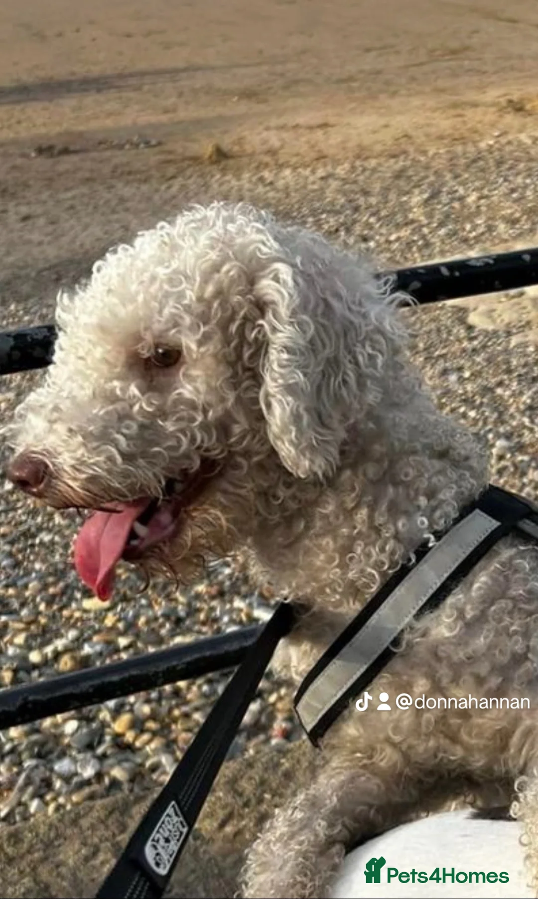 Mixed Breed dogs for sale: Beddlington x whippet puppies - Advert 1