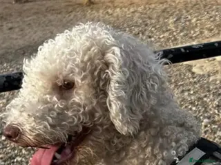 Mixed Breed dogs Beddlington x whippet puppies - Advert 3