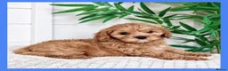 Cavapoo dogs for sale: Gorgeous cavapoo puppies from DNA tested parents - Advert 24